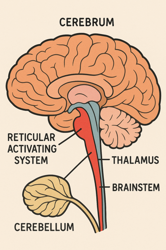 the role of the reticular activating system (ras)